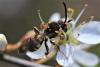 Nomada sp.